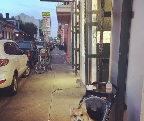 Corgi